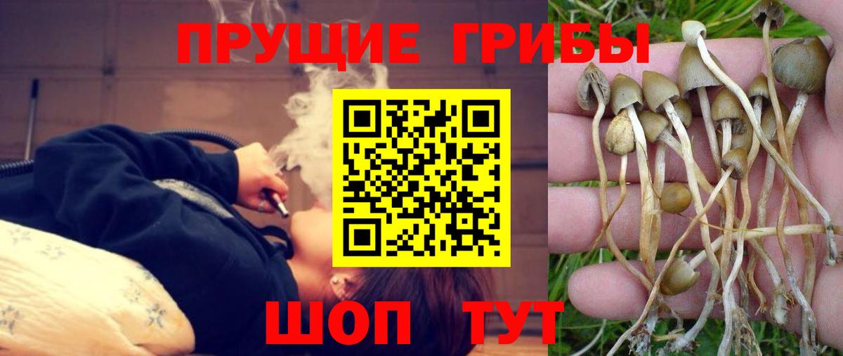 цена наркотик  Вход с VPN  Губкин  Псилоцибиновые грибы GOLDEN TEACHER 